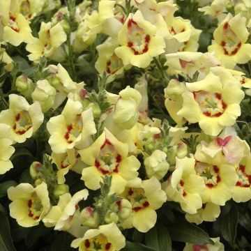 Löwenmäulchen Fruit Salad Up Yellow - Antirrhinum