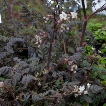 Wiesen-Kerbel Ravenswing - Anthriscus sylvestris