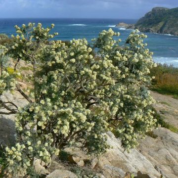 Anthyllis barba-jovis - Jupiterbart