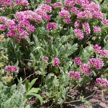 Anthyllis montana Rubra - Purpur-Wundklee