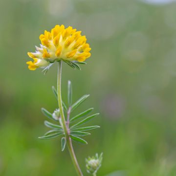 Anthyllis vulneraria - Gewöhnlicher Wundklee