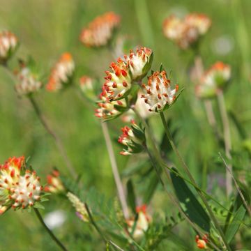 Anthyllis vulneraria var. coccinea - Gewöhnlicher Wundklee