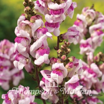 Graines de Muflier nain Bronze Dragon - Antirrhinum nanum