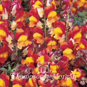 Graines de Muflier nain Rembrandt - Antirrhinum nanum