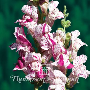 Löwenmäulchen Purple Twist F1 Hybrid (Samen) - Antirrhinum