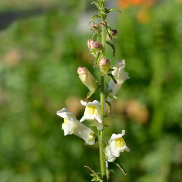 Antirrhinum braun-blanquetii - Iberisches Löwenmäulchen