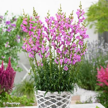 Antirrhinum majus Pretty in Pink - Muflier vivace