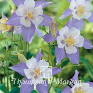 Aquilegia caerulea (Samen) - Garten-Akelei