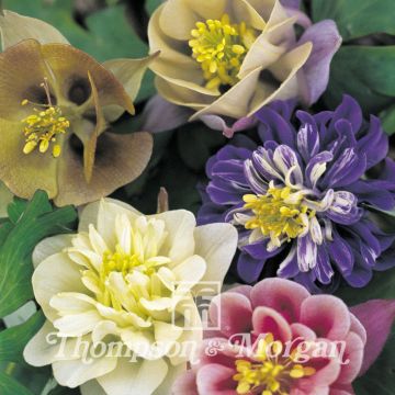 Aquilegia Sweet Rainbows (Samen) - Garten-Akelei