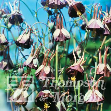 Aquilegia viridiflora Chocolate Soldier (Samen) - Akelei