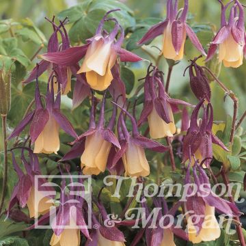 Aquilegia flabellata var. pumila f. kurilensis Rosea (Samen) - Zwerg-Akelei