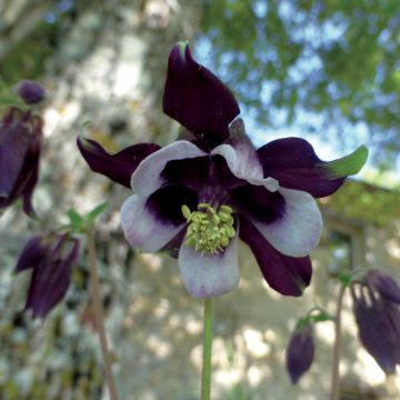 Aquilegia William Guiness - Kurzspornige Akelei