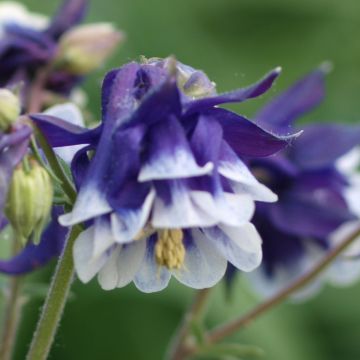 Ancolie - Aquilegia vulgaris Winky Blue White