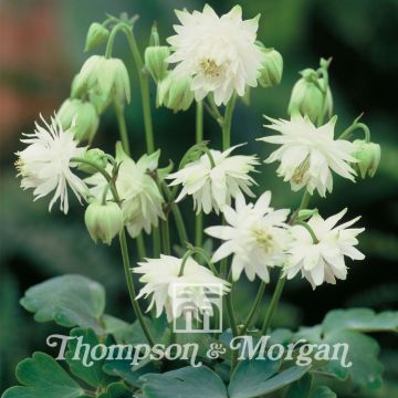 Aquilega vulgaris var.stellata Green Apples (Samen) - Gemeine Akelei