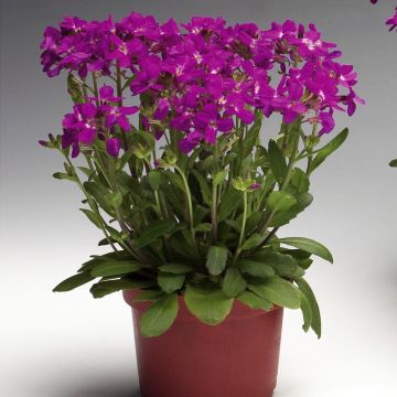 Arabis blepharophylla Rose Delight - Wimpernblättrige Gänsekresse