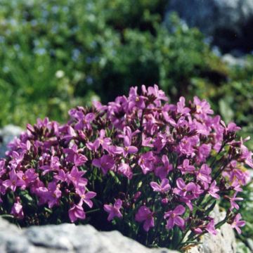 Arabis blepharophylla - Wimperblättrige Gartenkresse