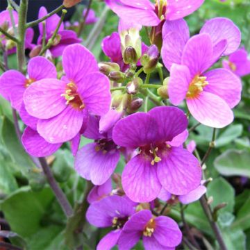 Arabis caucasica Pinkie - Kaukasische Gänsekresse