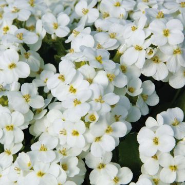 Arabis caucasica Alabaster - Kaukasische Gänsekresse