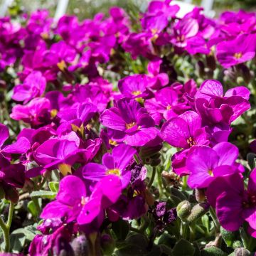 Arabis caucasica Aubris Deep Rose - Kaukasische Gänsekresse