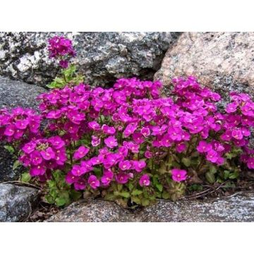 Arabis caucasia Hedi - Arabette du Caucase