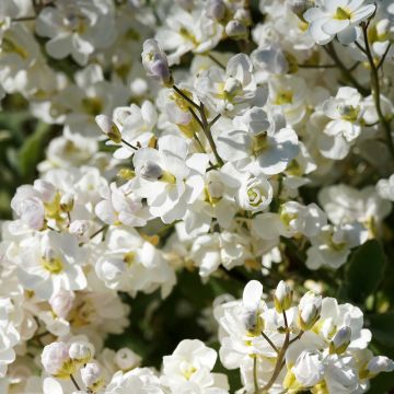 Arabis caucasica Plena - Kaukasische Gänsekresse