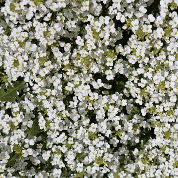 Arabis caucasica Snowcap - Kaukasische Gänsekresse