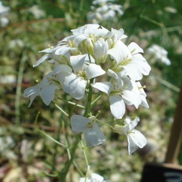 Arabis ferdinandi coburgii Old Gold - Weißbunte Gänsekresse