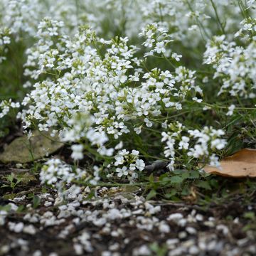 Arabis ferdinandi coburgii - Gänsekressen