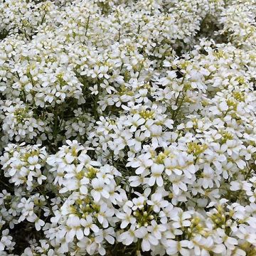 Arabis procurrens Neuschnee - Karpaten-Schaumkresse