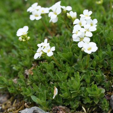 Arabis scopoliana - Kalkalpen-Schaumkresse