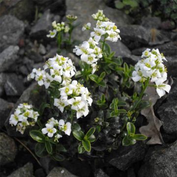 Arabis suendermannii - Sündermanns Schaumkresse