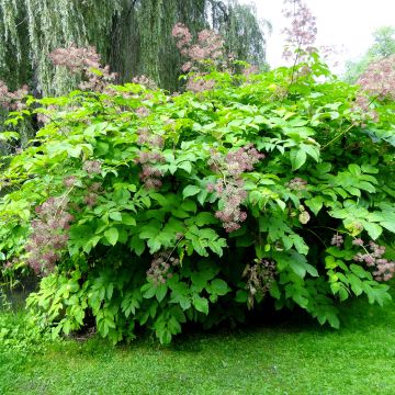 Aralia californica - Kalifornischer Aralie