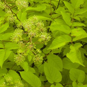 Aralia cordata Sun King - Gelblaubige Staudenaralie