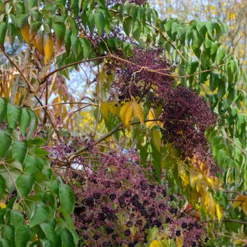 Aralia elata - Angélique en arbre du Japon