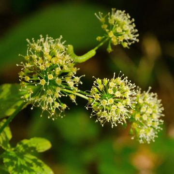 Aralia nudicaulis