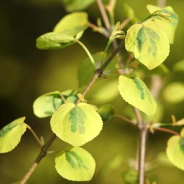 Japanischer Kuchenbaum Chameleon - Cercidiphyllum japonicum