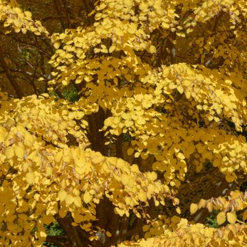 Japanischer Kuchenbaum - Cercidiphyllum japonicum