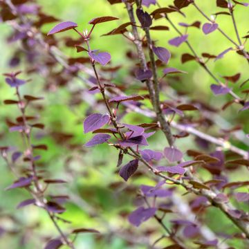 Japanischer Kuchenbaum Rotfuchs - Cercidiphyllum japonicum