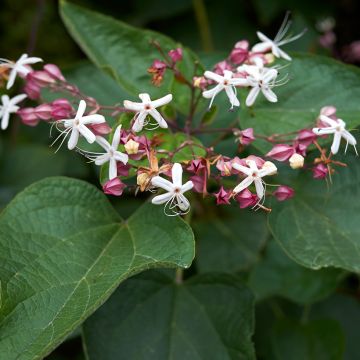 Japanischer Losbaum - Clerodendrum trichotomum