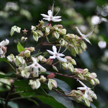 Japanischer Losbaum Fargesii - Clerodendrum trichotomum