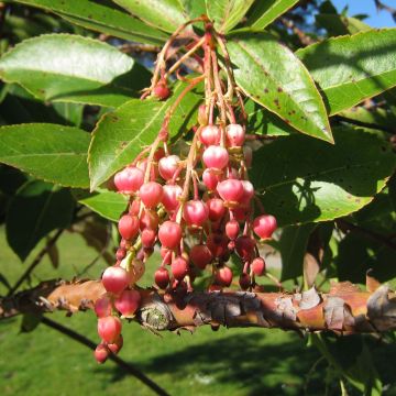 Arbutus Marina - Erdbeerbaum