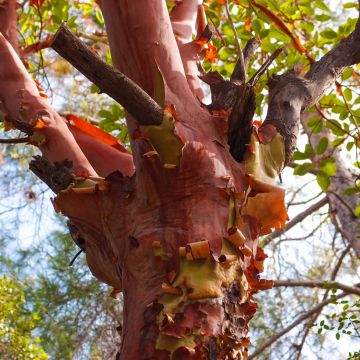 Arbutus andrachne - Arbousier de Chypre