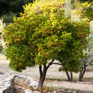 Arbutus unedo Compacta - Arbousier