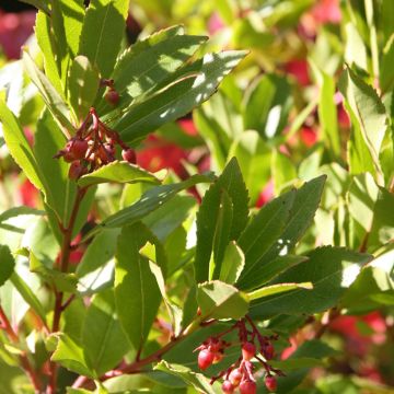 Arbutus unedo Rubra - Westlicher Erdbeerbaum