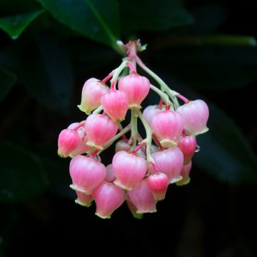 Arbutus unedo Rubra - Westlicher Erdbeerbaum