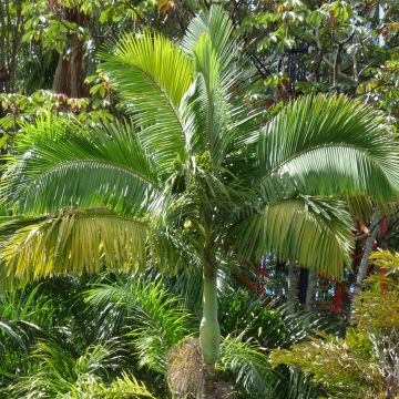 Archontophoenix alexandrae - Feuer-Palme