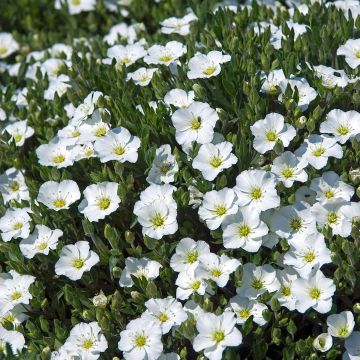 Arenaria montana - Berg-Sandkraut