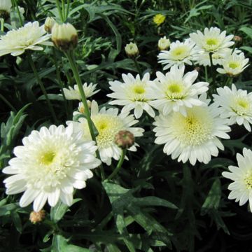 Kanarische Strauch-Margerite Powder Puff - Argyranthemum