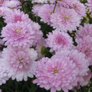 Kanarische Strauch-Margerite Summer Melody - Argyranthemum