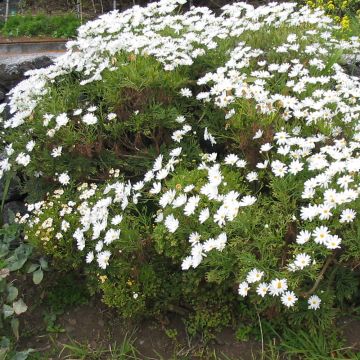 Kanarische Strauch-Margerite Snowflake - Argyranthemum